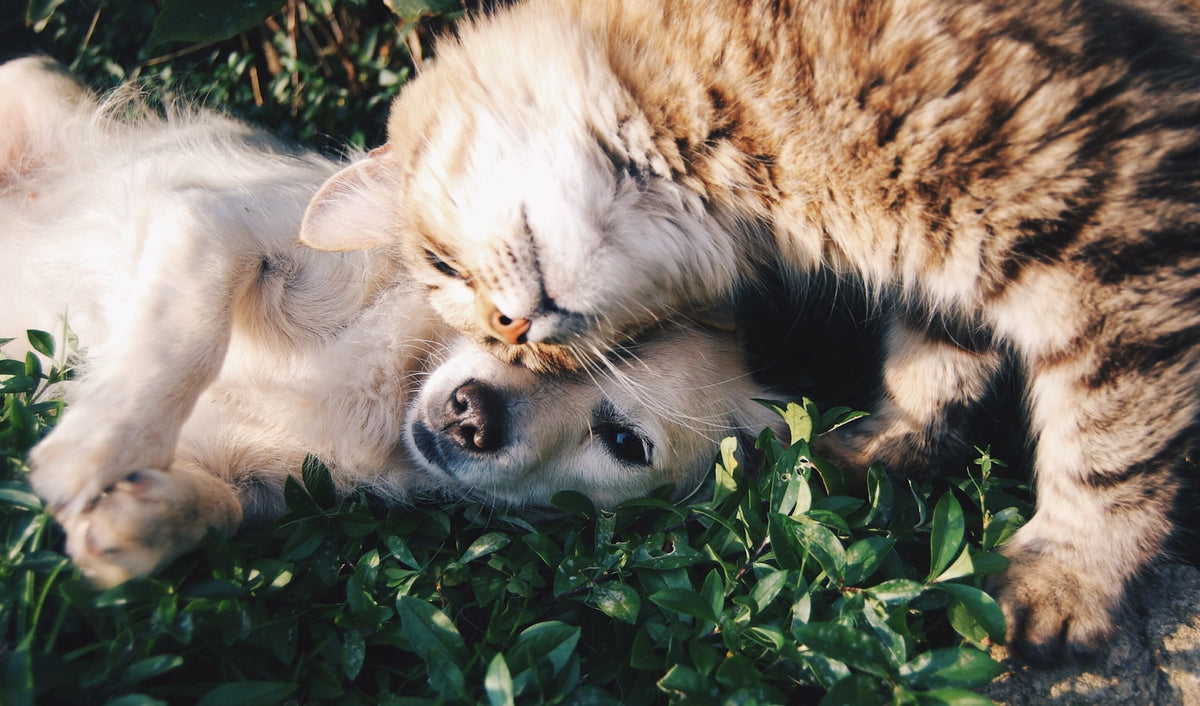 The rise of pet cosplay — a photographer's guide