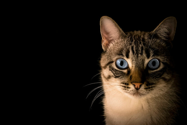 5 signs your cat is secretly a shonen protagonist