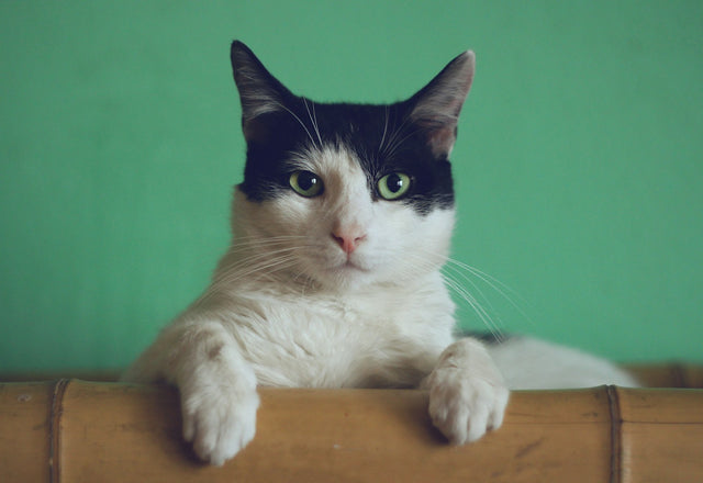 Top 10 kawaii cat accessories for 2026