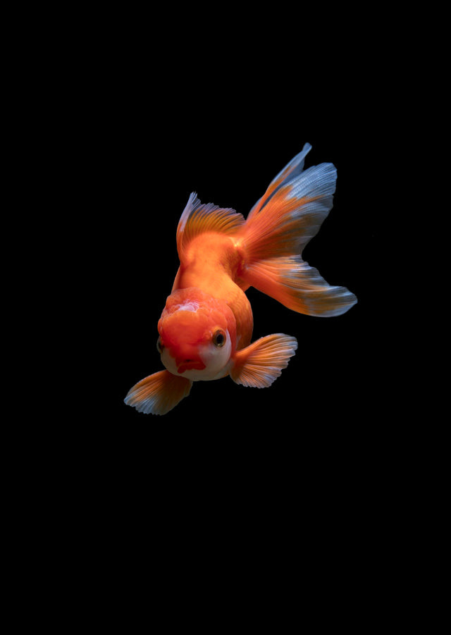 Fish tank decor inspired by Studio Ghibli