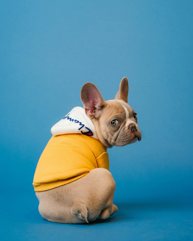 Pet-safe materials 101 — what to look for in cosplay gear
