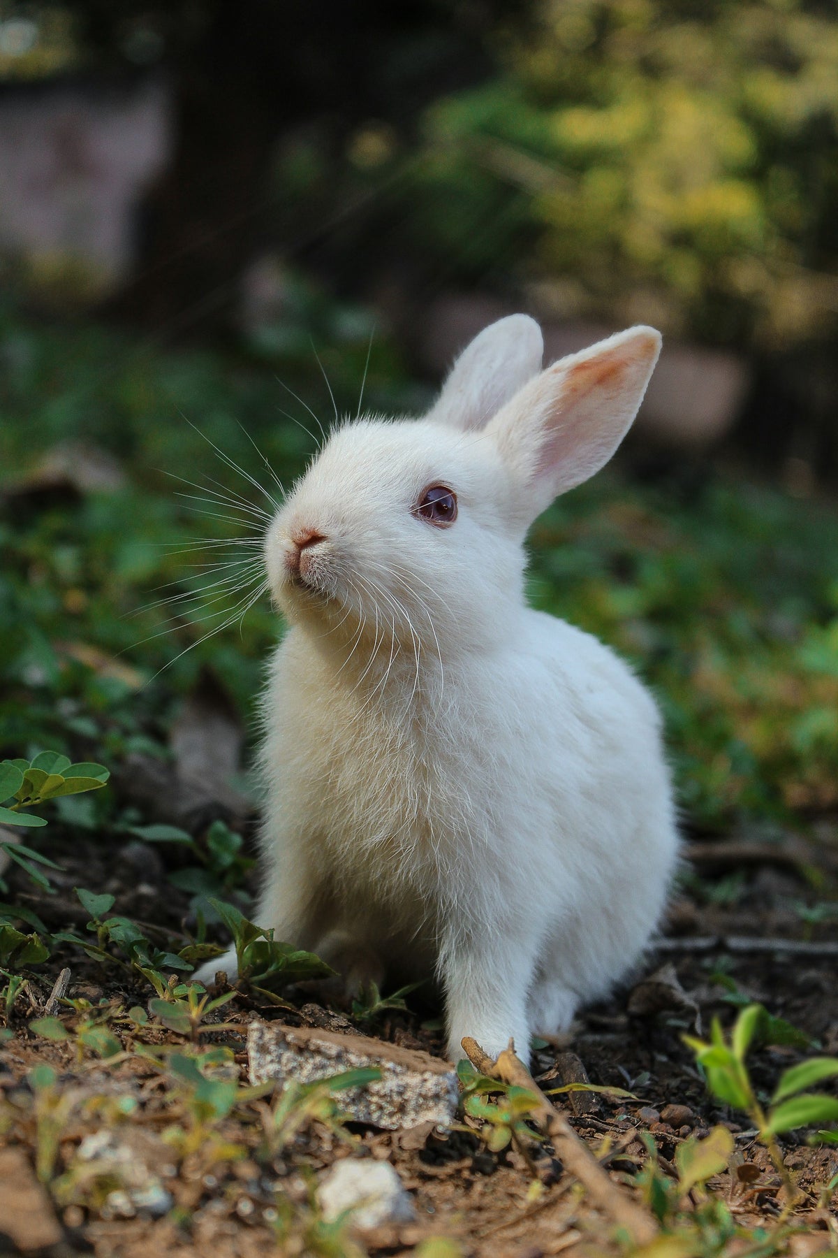 Small pets need enrichment too — 7 anime-inspired ideas