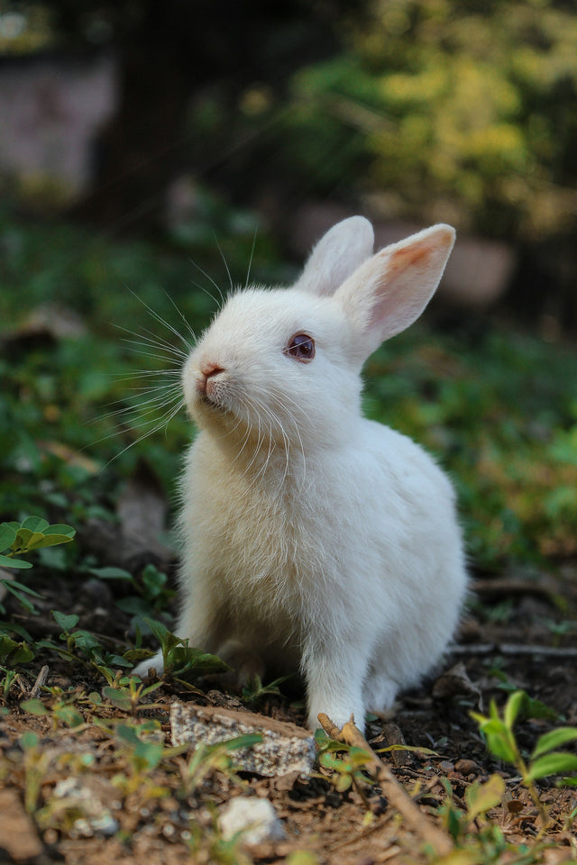 Small pets need enrichment too — 7 anime-inspired ideas