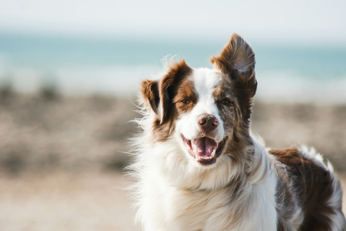 Why your dog's harness matters more than you think