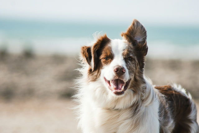 Why your dog's harness matters more than you think