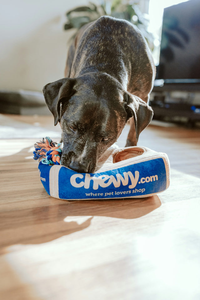 How PawQuest curates every product — a peek behind the scenes